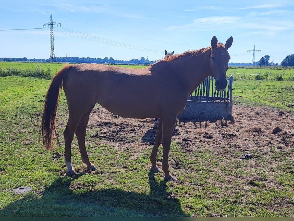 Oldenburg-International (OS) Mare 10 years 16,3 hh Chestnut-Red in Haren