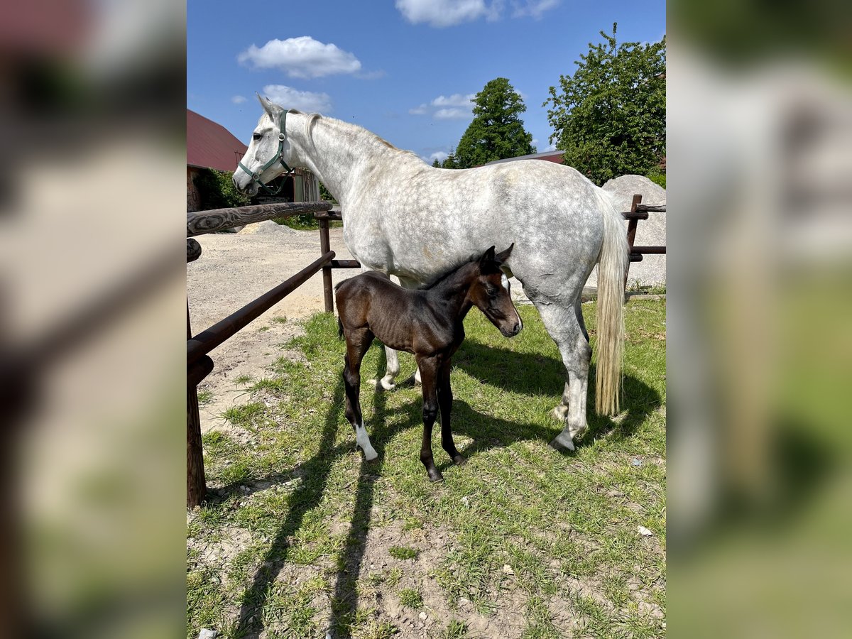 Oldenburg-International (OS) Mare 10 years 16 hh Gray in Engelschoff