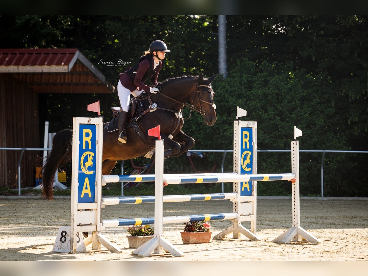Oldenburg-International (OS) Mare 11 years 16,2 hh Bay-Dark in Butzbach