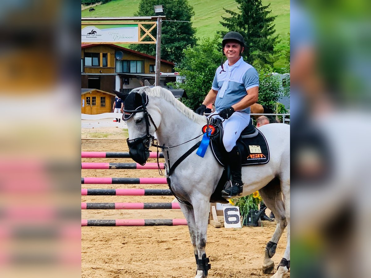 Oldenburg-International (OS) Mare 12 years 16,1 hh Gray in BAD BIBRA