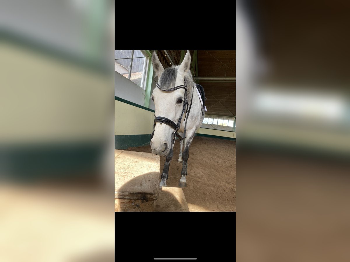 Oldenburg-International (OS) Mare 12 years 17,1 hh Gray in Seekirchen am Wallersee