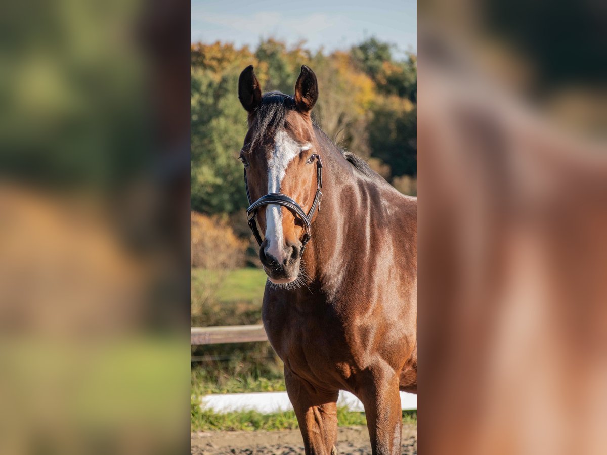 Oldenburg-International (OS) Mare 13 years 16,2 hh Brown in Hanerau-Hademarschen