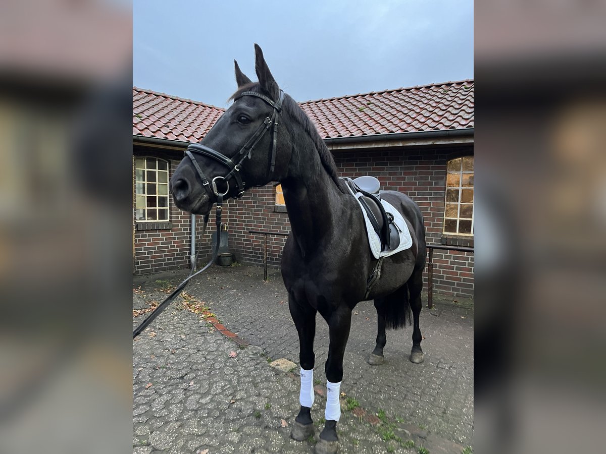 Oldenburg-International (OS) Mare 14 years 16 hh Black in Hatten