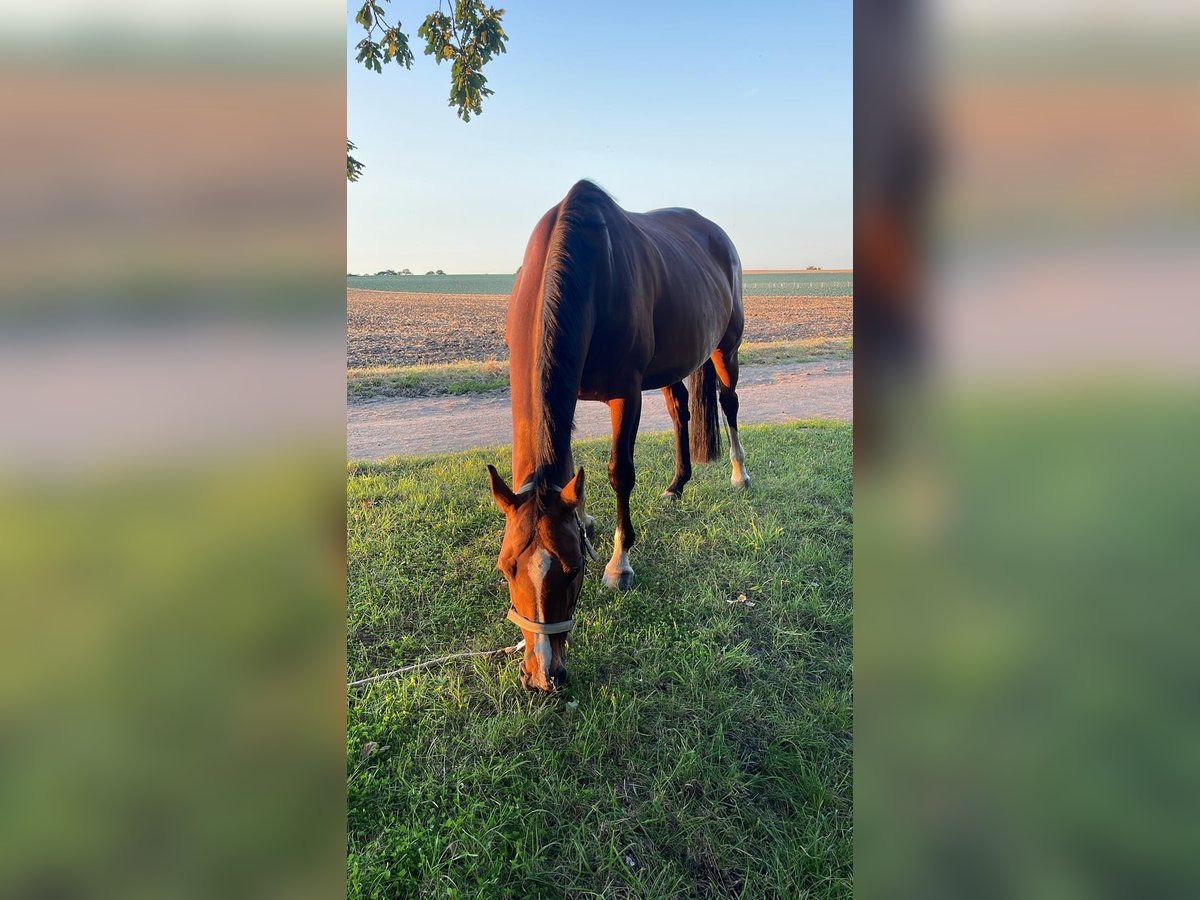 Oldenburg-International (OS) Mare 15 years 15,1 hh Brown in Fehmarn