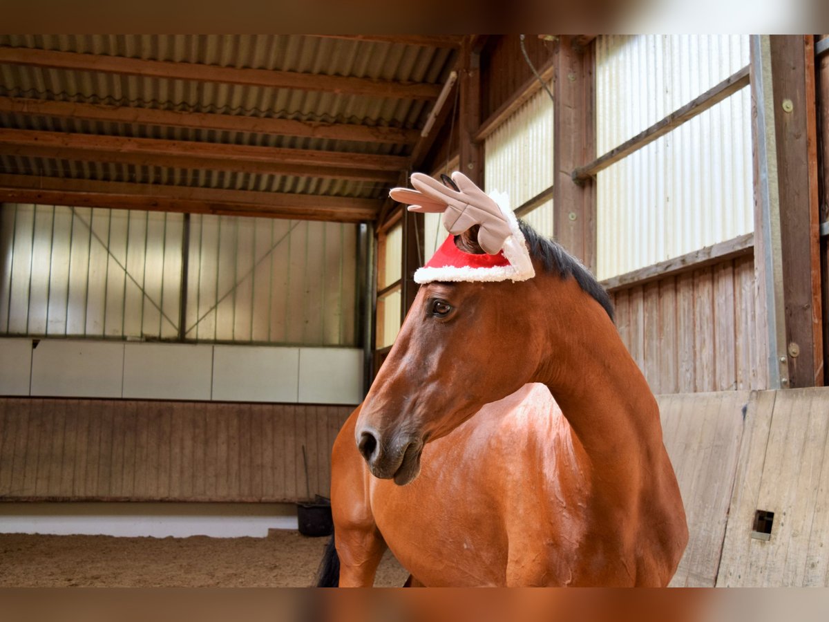 Oldenburg-International (OS) Mare 18 years 17 hh Brown in Ludwigsburg