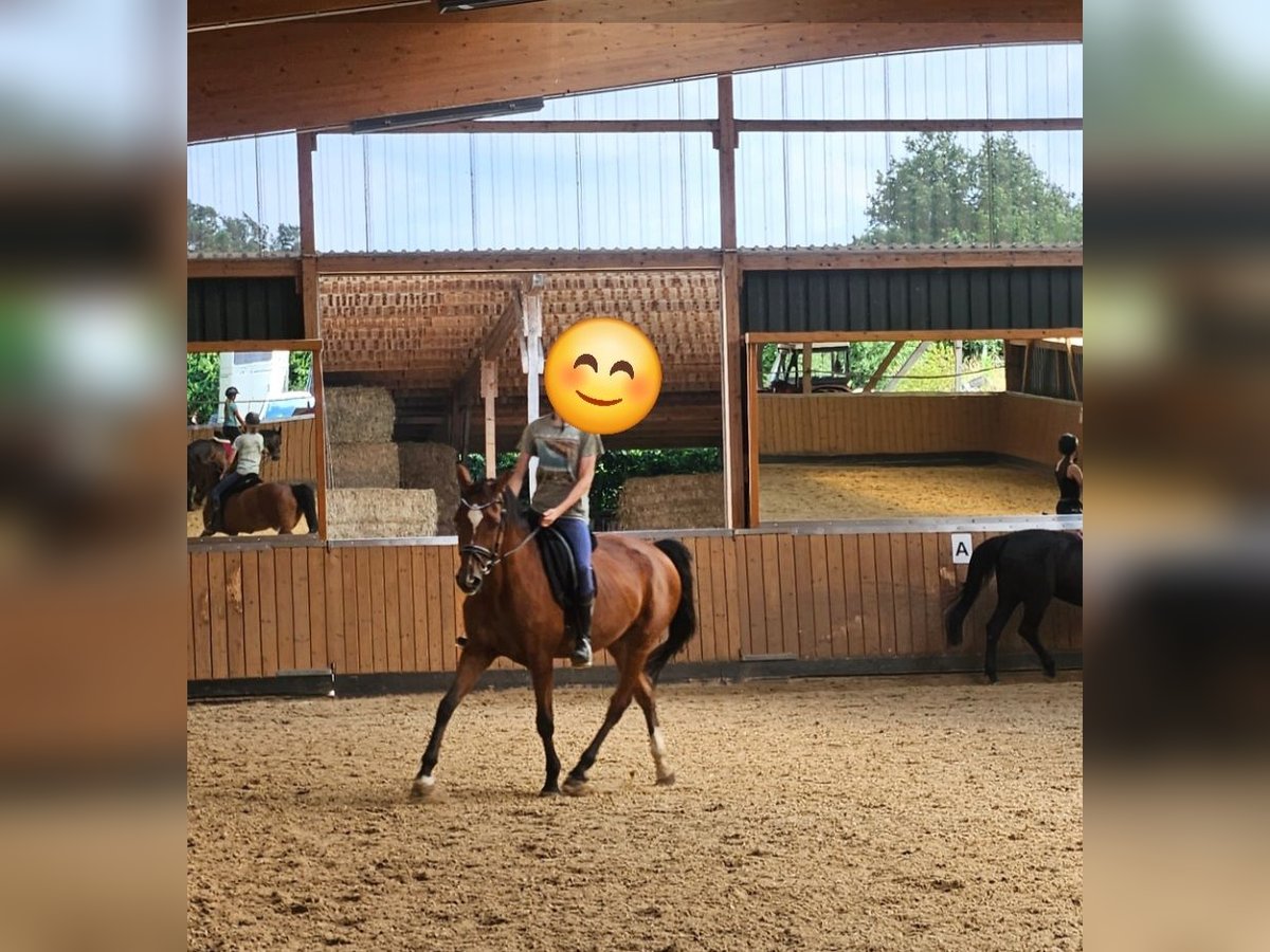 Oldenburg-International (OS) Mare 20 years 16 hh Brown in Petershagen