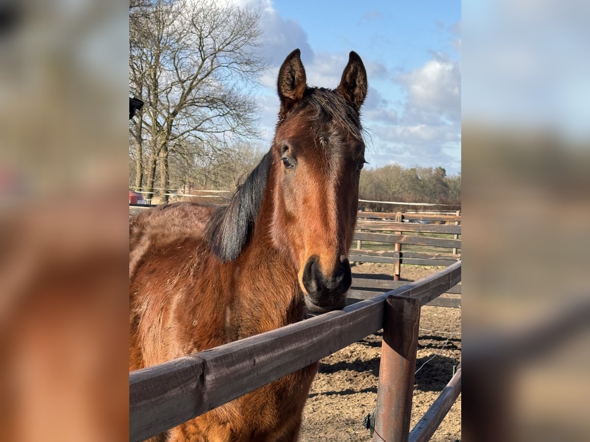 Oldenburg-International (OS) Mare 2 years 16,2 hh Brown in Wardenburg