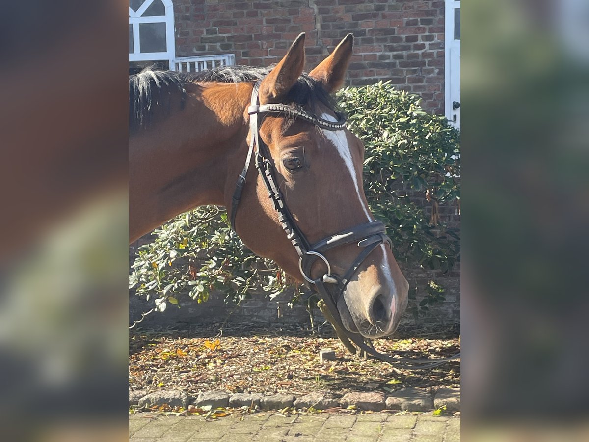 Oldenburg-International (OS) Mare 3 years 16 hh Brown in Kollmar