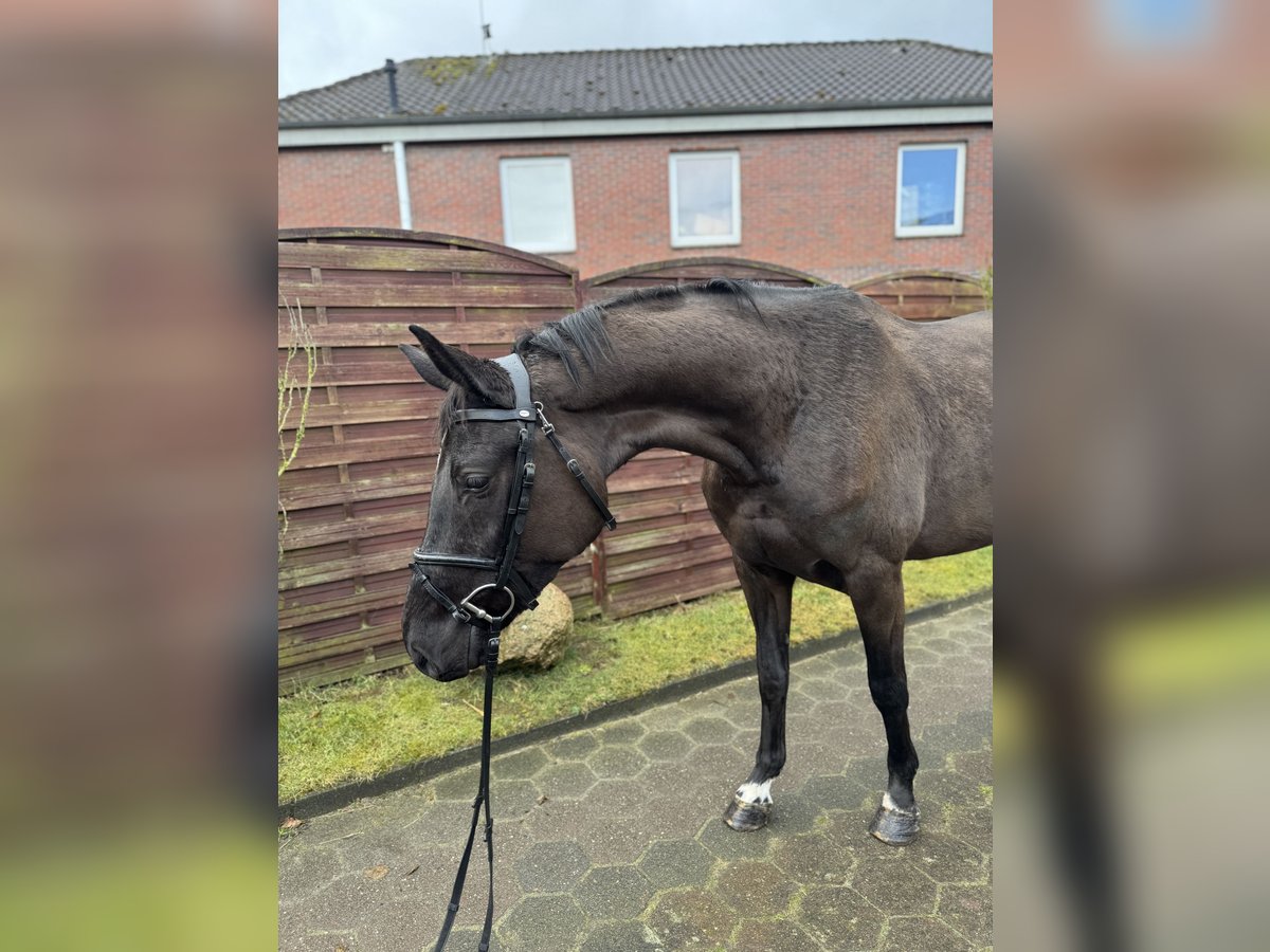 Oldenburg-International (OS) Mare 4 years 16,1 hh Smoky-Black in WardenburgWardenburg