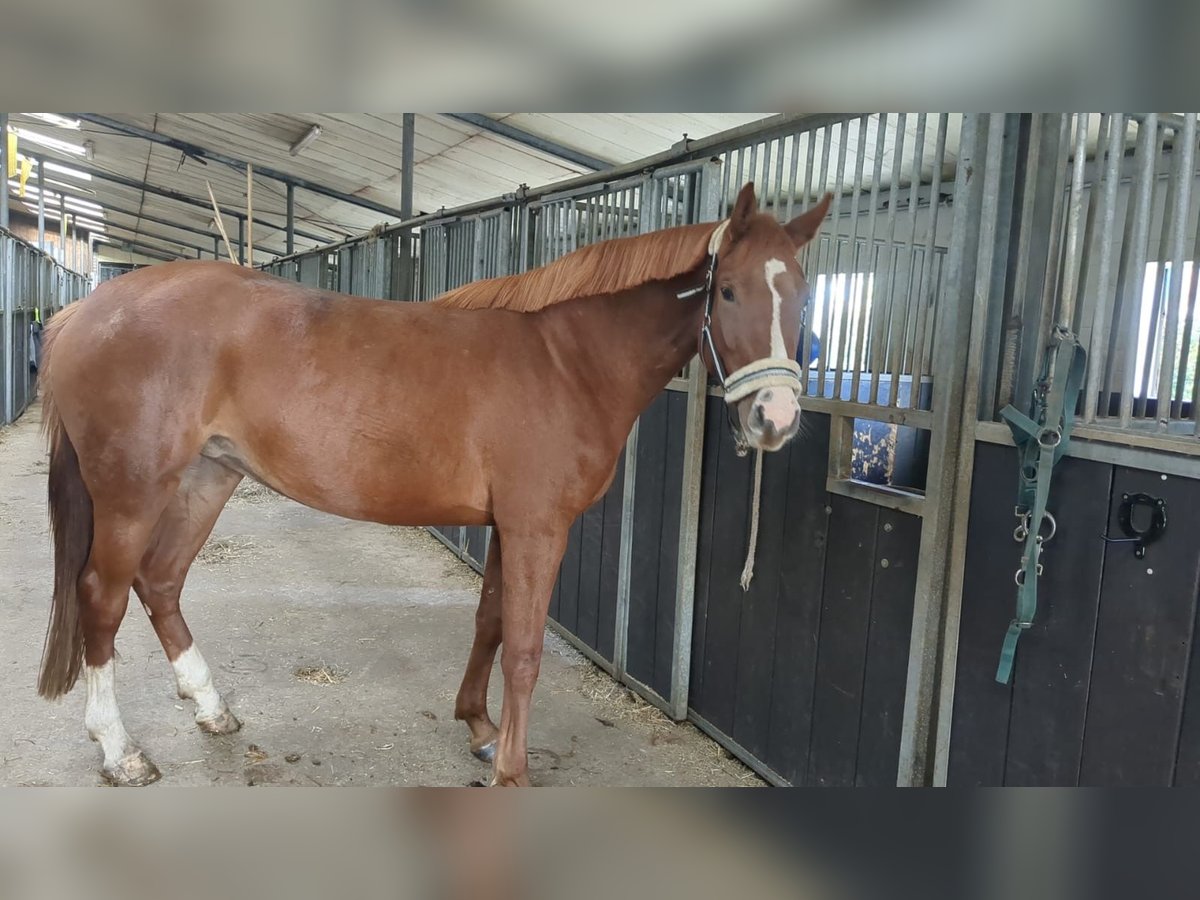 Oldenburg-International (OS) Mare 4 years 16 hh Chestnut-Red in Felde