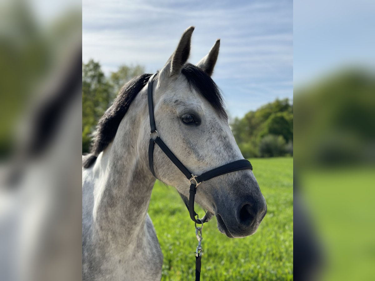 Oldenburg-International (OS) Mare 4 years 16 hh Gray in Train