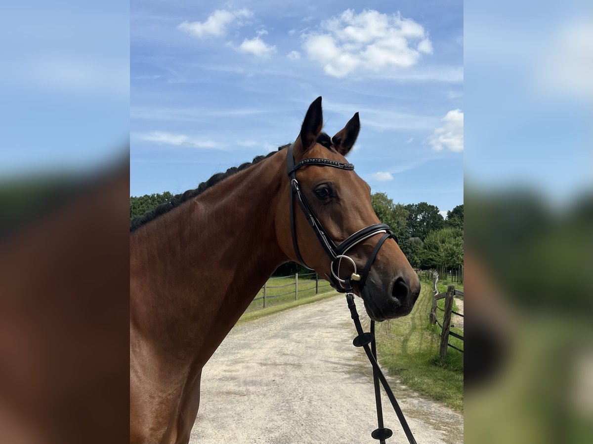 Oldenburg-International (OS) Mare 5 years 15,2 hh Brown in Visselhövede