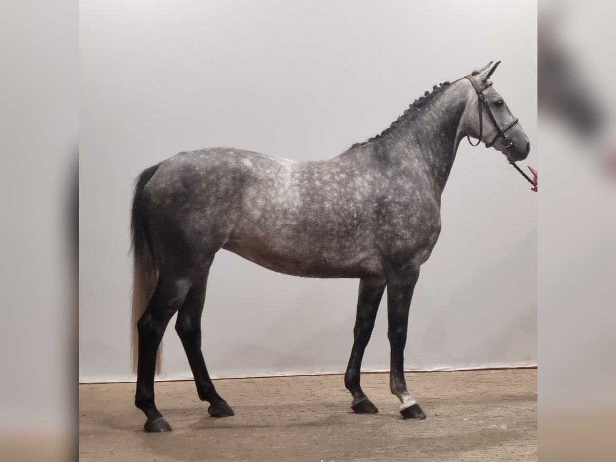 Oldenburg-International (OS) Mare 5 years 15,2 hh Gray in Wettrup