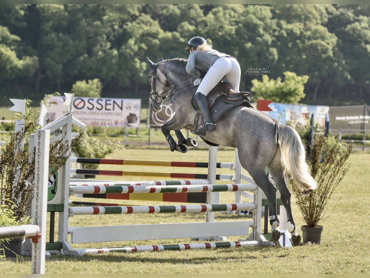 Oldenburg-International (OS) Mare 5 years 15,3 hh Can be white in Diekhusen-Fahrstedt