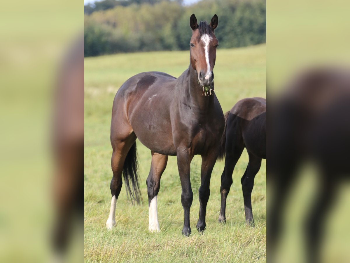 Oldenburg-International (OS) Mare 5 years 16,1 hh Brown in Rostock