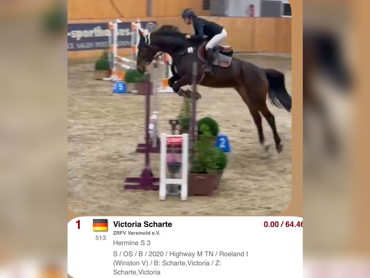 Oldenburg-International (OS) Mare 5 years 16,2 hh Bay-Dark in Versmold