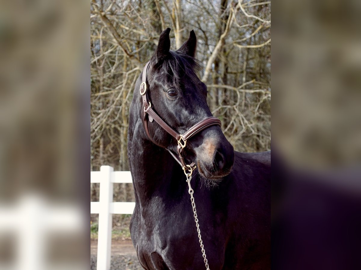 Oldenburg-International (OS) Mare 5 years 16,2 hh Black in Perl
