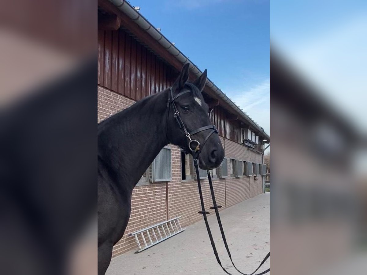 Oldenburg-International (OS) Mare 5 years 16,2 hh Black in Viöl