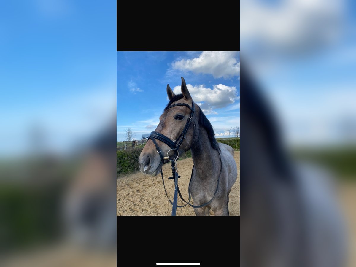 Oldenburg-International (OS) Mare 5 years 16,2 hh Gray in Wietzen