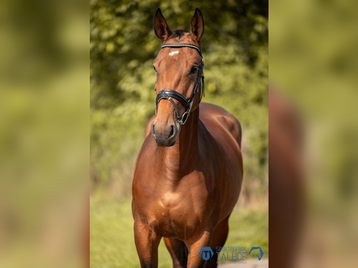 Oldenburg-International (OS) Mare 5 years 16 hh Brown in Korntal-Münchingen