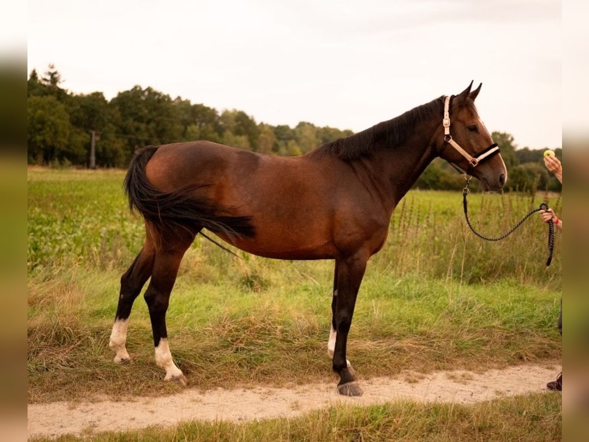 Oldenburg-International (OS) Mare 6 years 16,1 hh Brown in Zernien