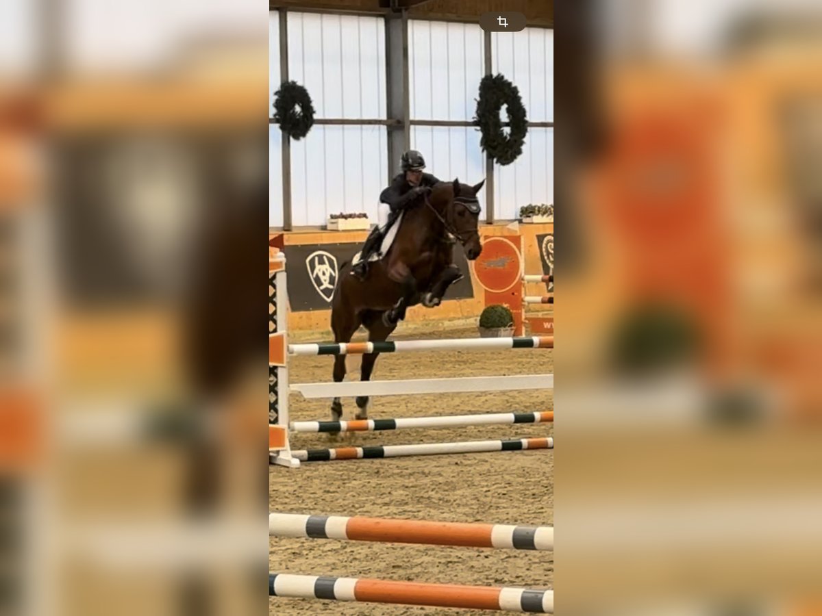 Oldenburg-International (OS) Mare 6 years 16,1 hh Brown in Lilienthal