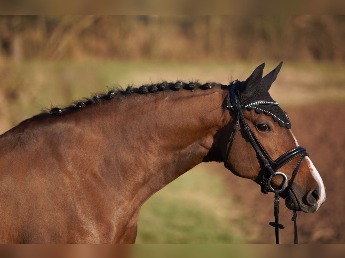 Oldenburg-International (OS) Mare 6 years 16,2 hh Brown in Schenklengsfeld