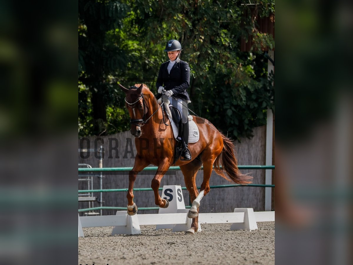 Oldenburg-International (OS) Mare 6 years 16,2 hh Chestnut in Lee