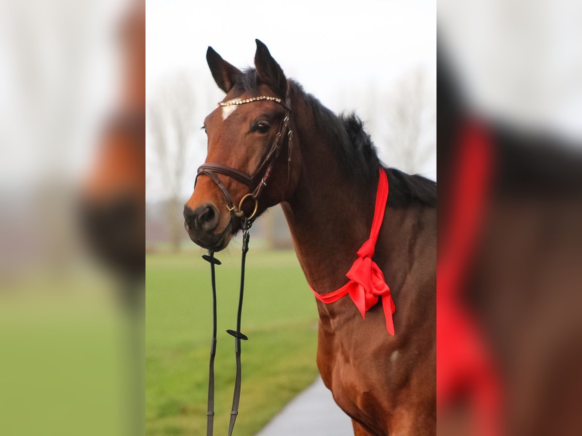 Oldenburg-International (OS) Mare 7 years 16,1 hh Brown in Groß Roge