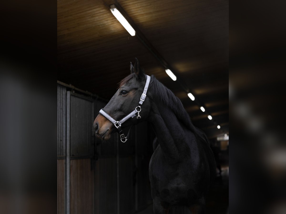 Oldenburg-International (OS) Mare 8 years 16,1 hh Bay-Dark in Meerane