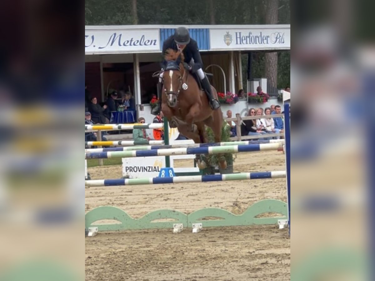 Oldenburg-International (OS) Mare 8 years 16,2 hh Chestnut-Red in Hüllhorst