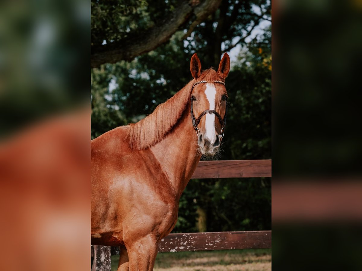 Oldenburg-International (OS) Mare 8 years 16,2 hh Chestnut-Red in Kórnik