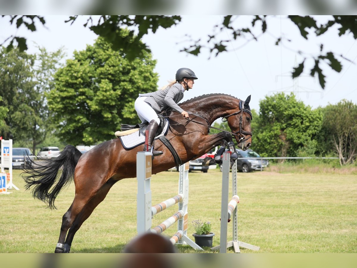 Oldenburg-International (OS) Mare 8 years Brown in Barntrup