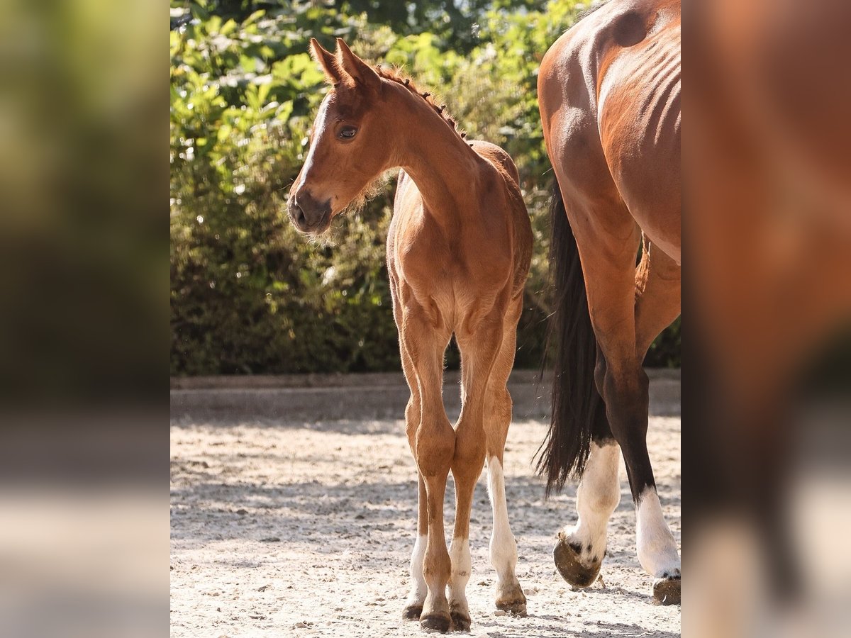 Oldenburg-International (OS) Mare Foal (05/2024) 16,2 hh Chestnut-Red in Ihlow