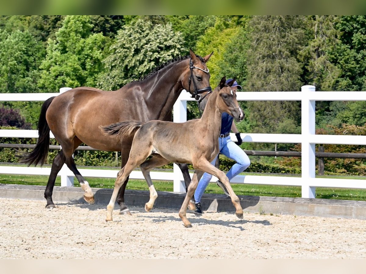 Oldenburg-International (OS) Mare Foal (05/2024) Brown in Fontaine-l&#39;Abbé