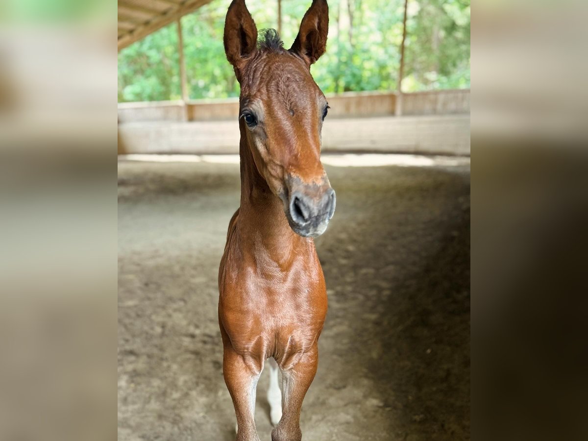 Oldenburg-International (OS) Mare Foal (06/2024) Brown in Imst