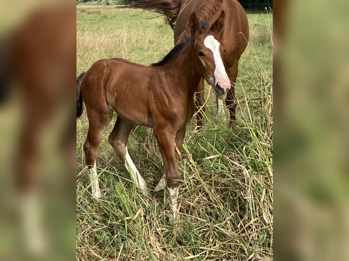 Oldenburg-International (OS) Mare Foal (07/2024) Brown in Sandstedt