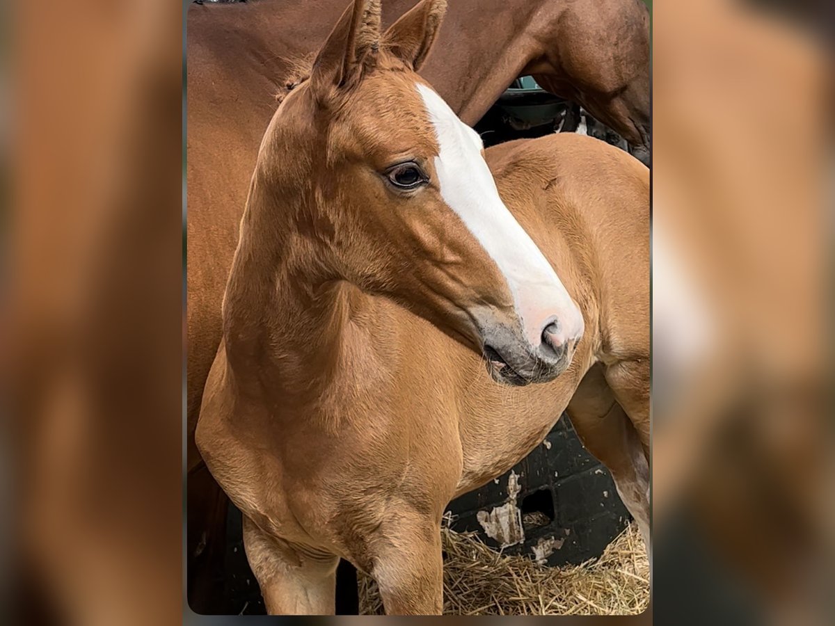 Oldenburg-International (OS) Mare Foal (06/2024) Chestnut-Red in Dahlenburg