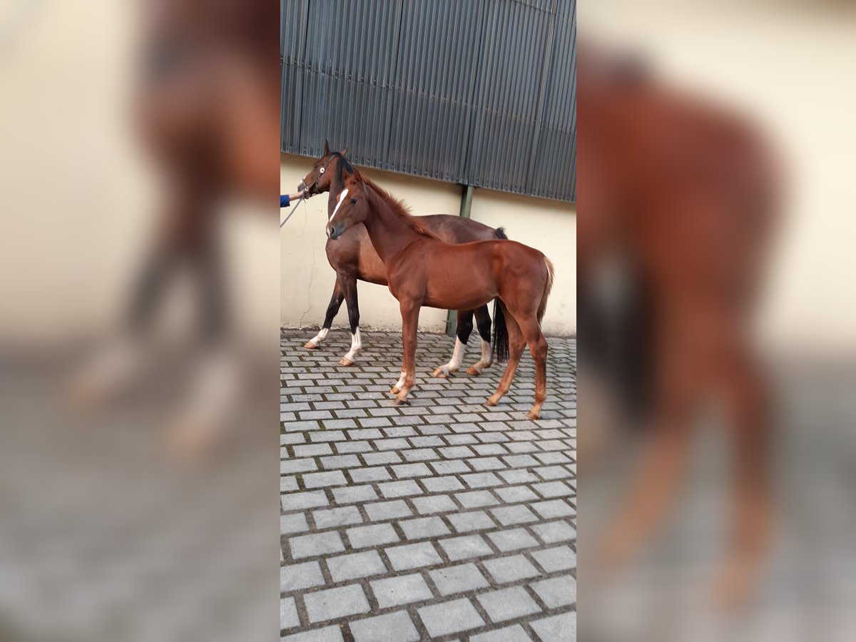 Oldenburg-International (OS) Mare Foal (03/2024) Chestnut-Red in Kluse