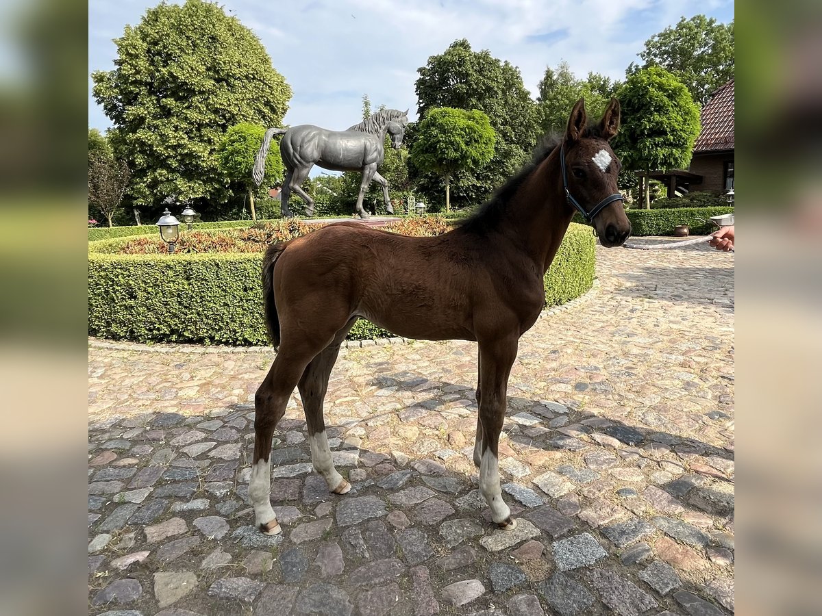 Oldenburg-International (OS) Stallion 1 year 12 hh Brown in Satow