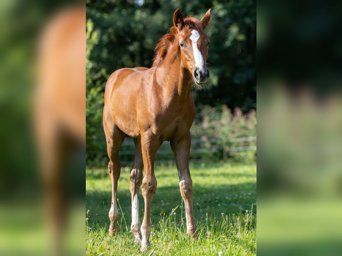 Oldenburg-International (OS) Stallion 1 year 16,1 hh Chestnut-Red in Marktl