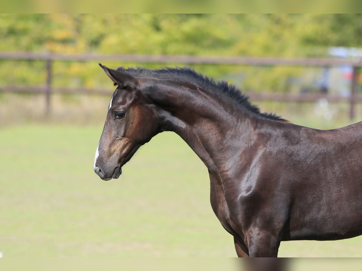 Oldenburg-International (OS) Stallion 1 year Black in Brytovka