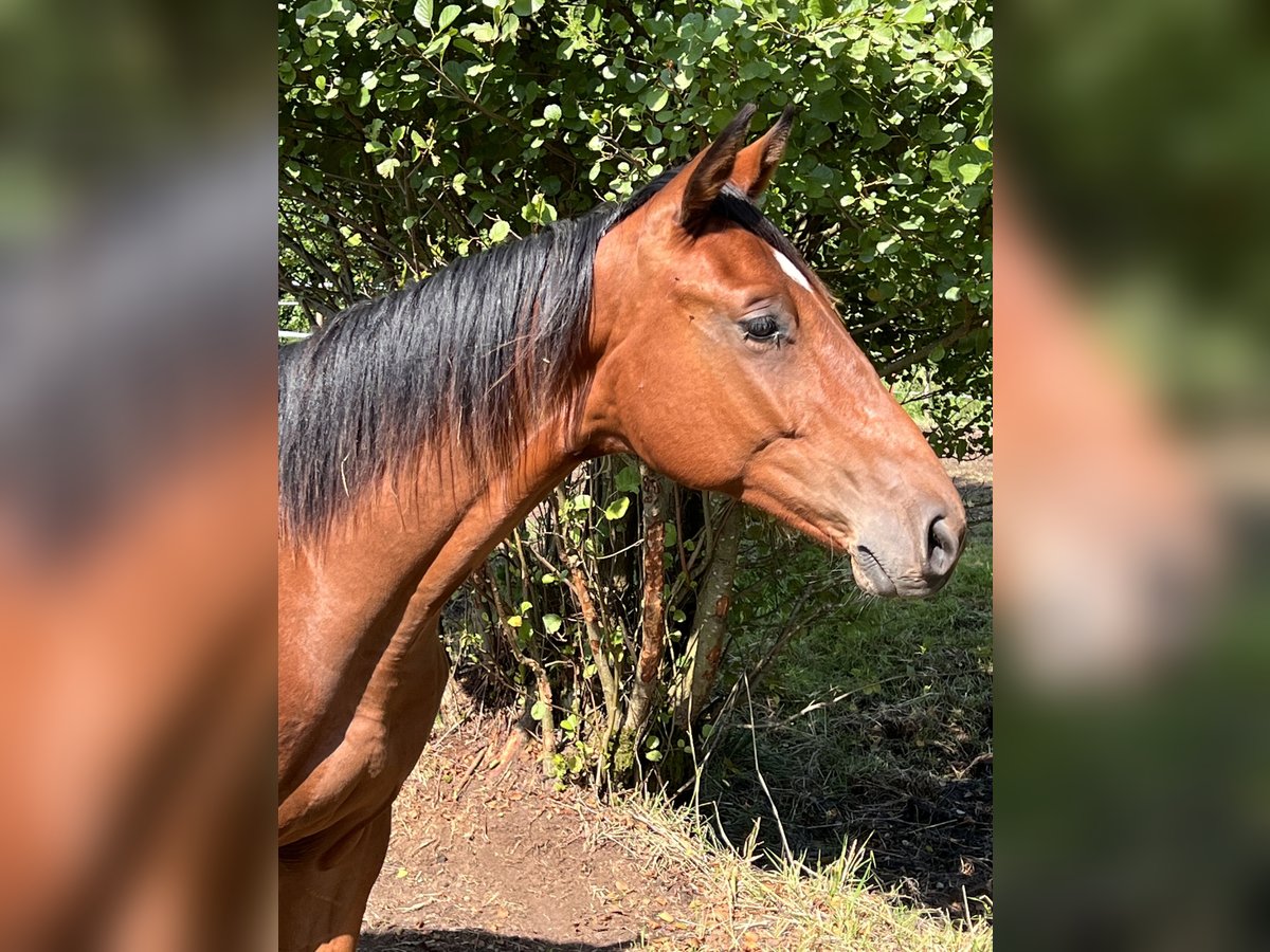 Oldenburg-International (OS) Stallion 1 year Brown in Dahlenburg