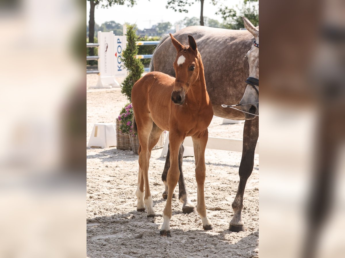 Oldenburg-International (OS) Stallion 1 year Brown in Garrel