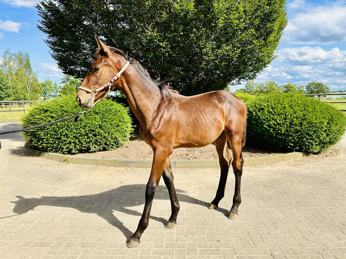 Oldenburg-International (OS) Stallion 1 year Brown in Zülpich