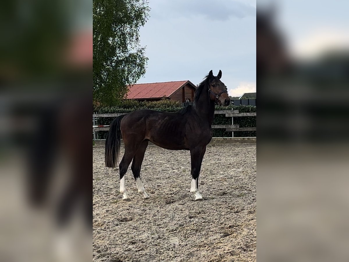 Oldenburg-International (OS) Stallion 2 years 15,2 hh Brown in Werlte