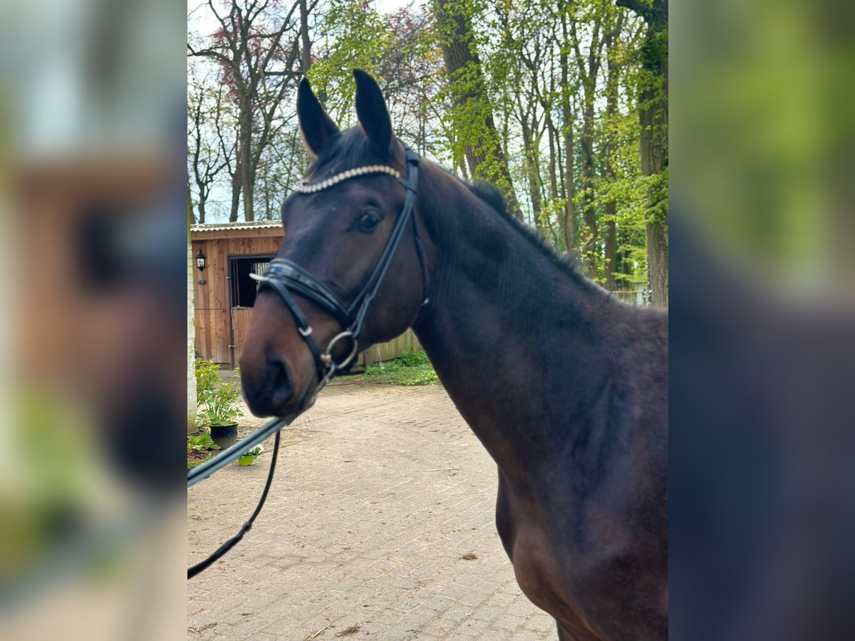 Oldenburg-International (OS) Stallion 2 years 16,1 hh Brown in Heiligenstedten