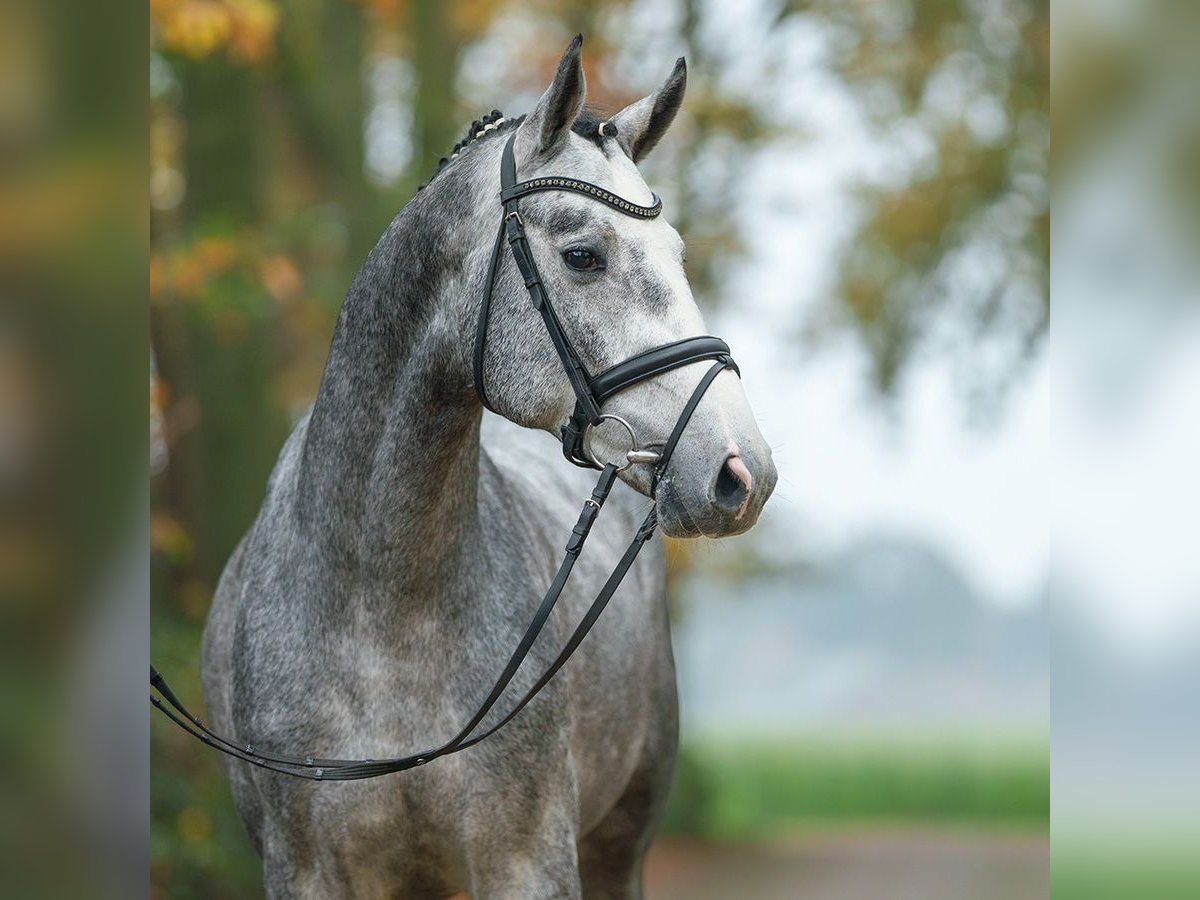 Oldenburg-International (OS) Stallion 2 years Gray in Pölchow