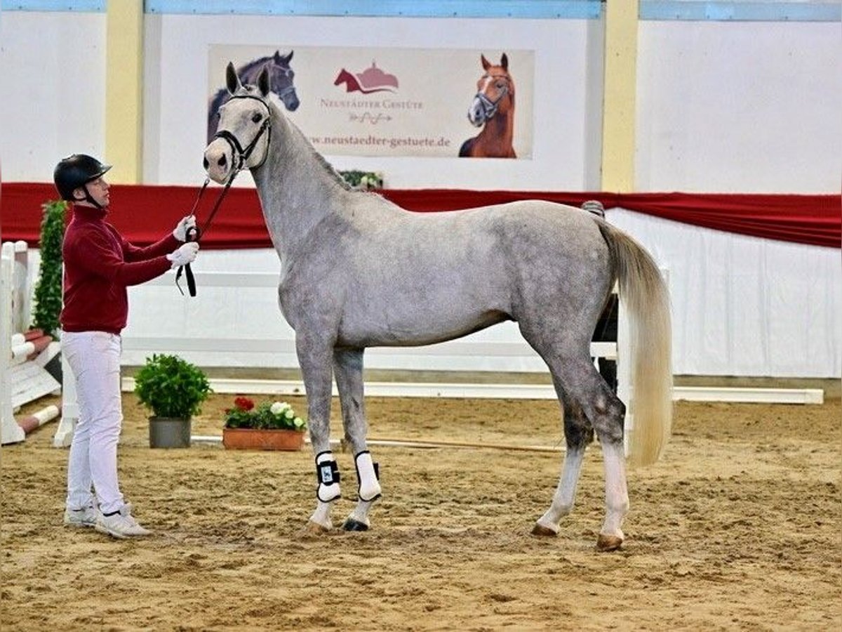 Oldenburg-International (OS) Stallion 3 years Gray in Sieversdorf-Hohenofen