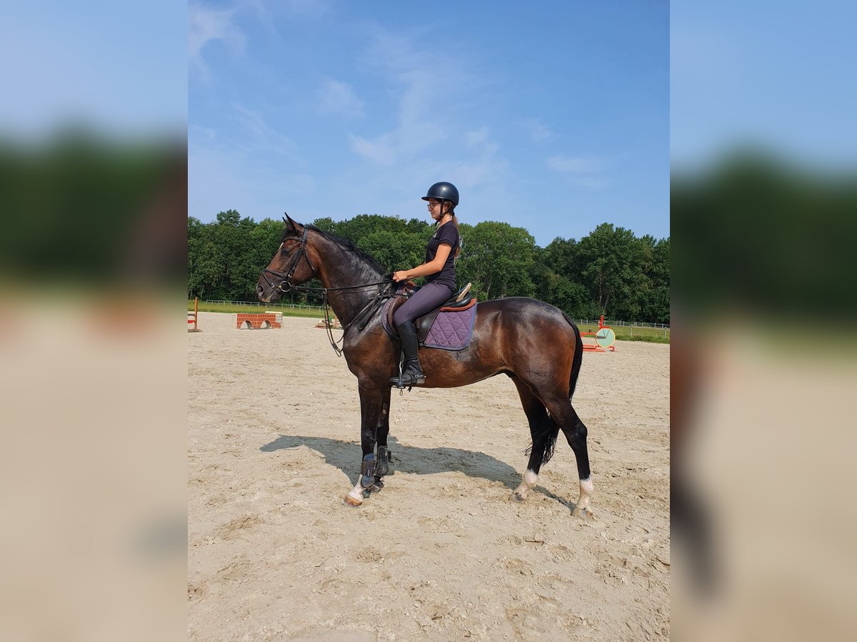 Oldenburg-International (OS) Stallion 6 years 16,2 hh Brown in Lübtheen